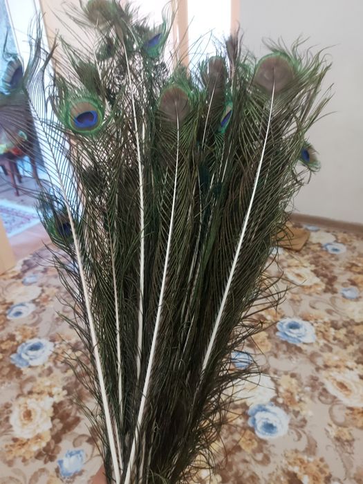 Перья павлинов продам
