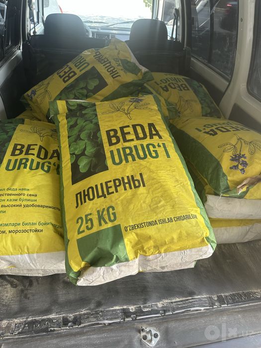Beda urugi люцерны