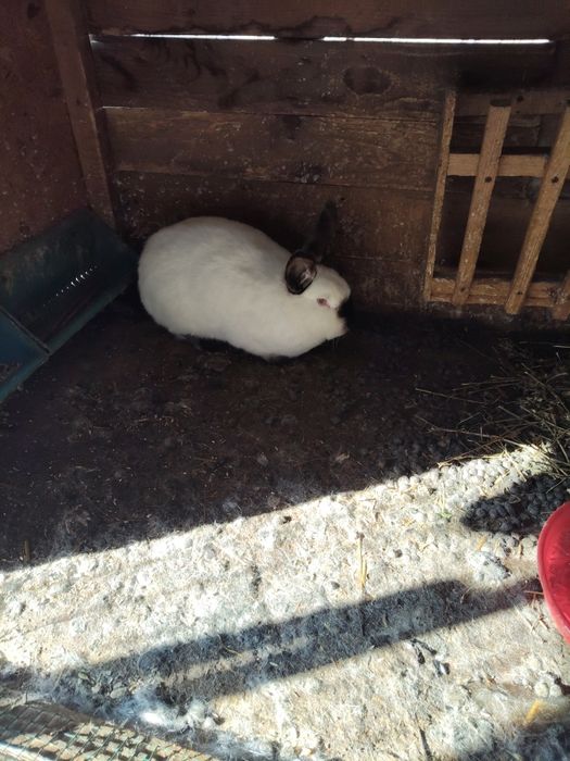 Vând iepuri californieni