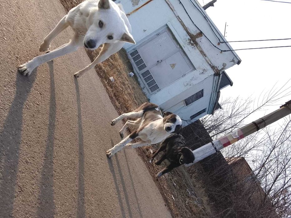 Щенки в добрые руки