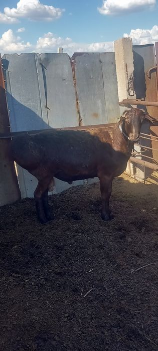 Продам  барана. Кошкар 2 год