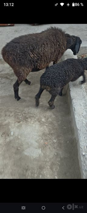 Ena bola quy sotiladi bolasi qochqor