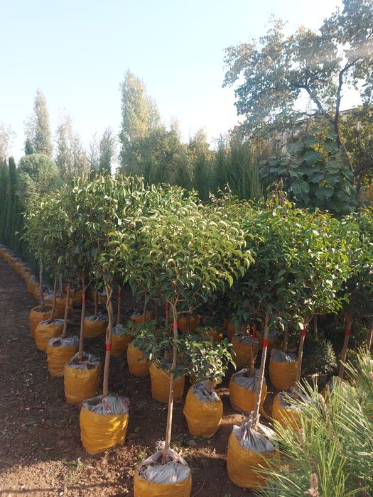 xarhil turdagi kuchatlar bor