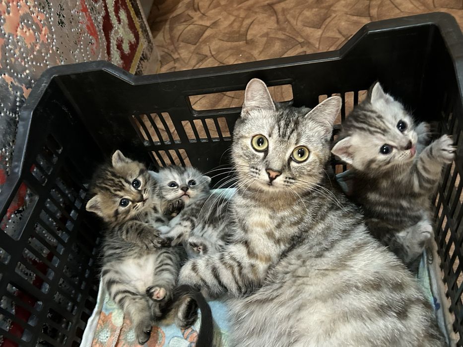 Отдам котят в добрые руки !