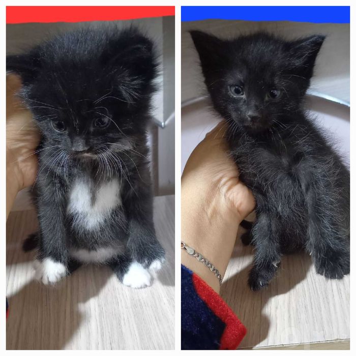 Котята мальчик и девочка