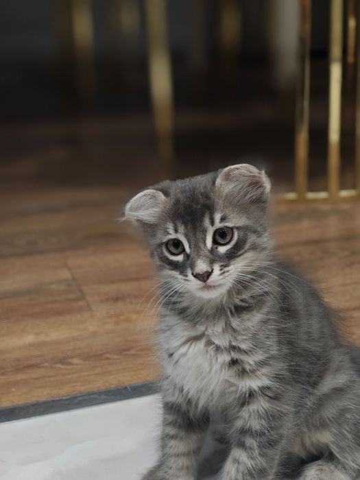Вислоухий котенок