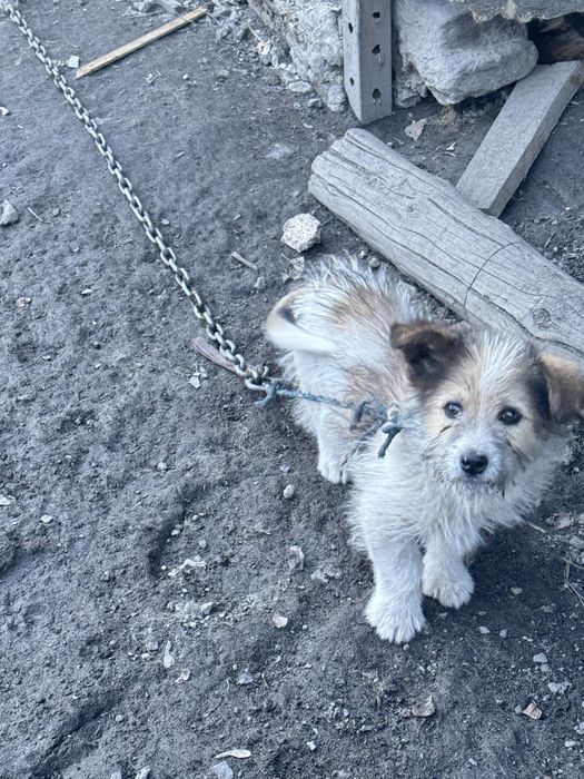 Отдадим в добрые руки щенка