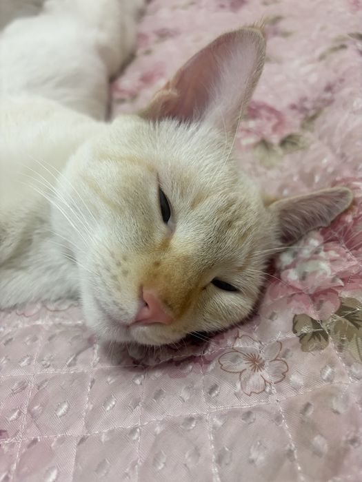 Кошка. Котенок.