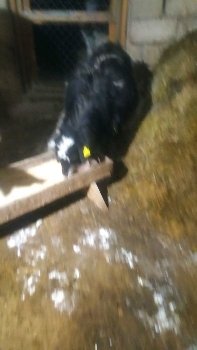 Продам козу с козленком