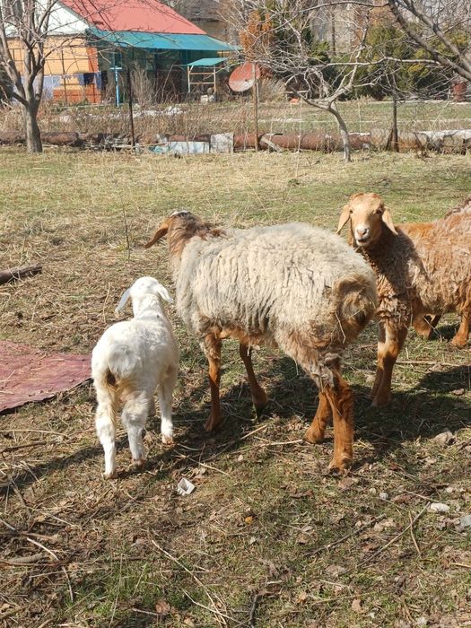 Арашан койлар козысымен