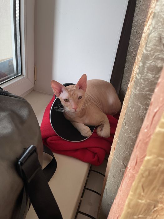 Сфинкс вязка мальчик