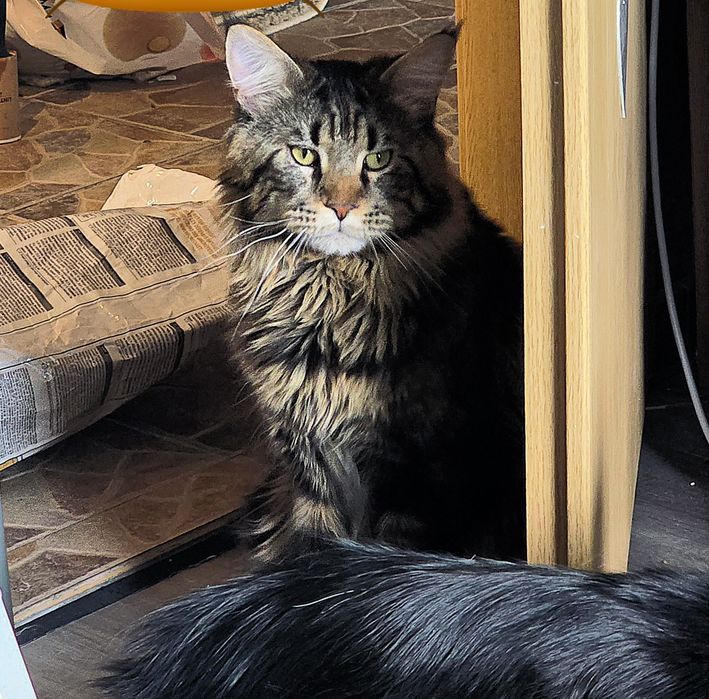 Disponibili spre rezervare puiut Maine Coon excepțional