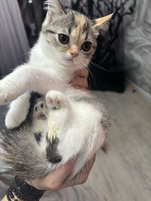 Отдам котят в надежные руки