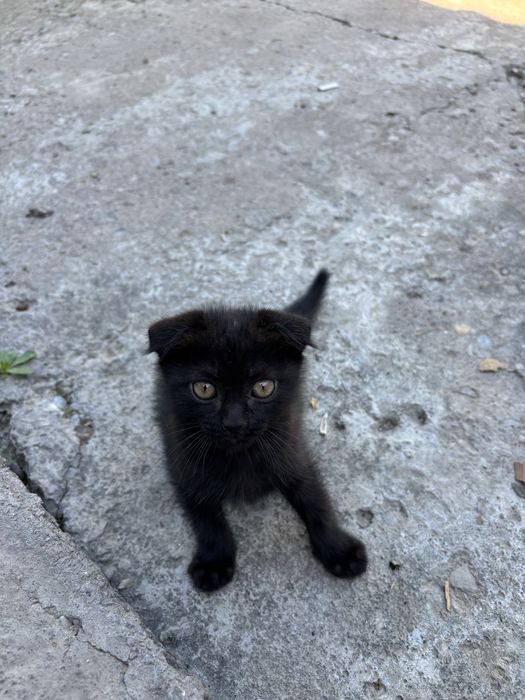 Котенок кошки шотландский