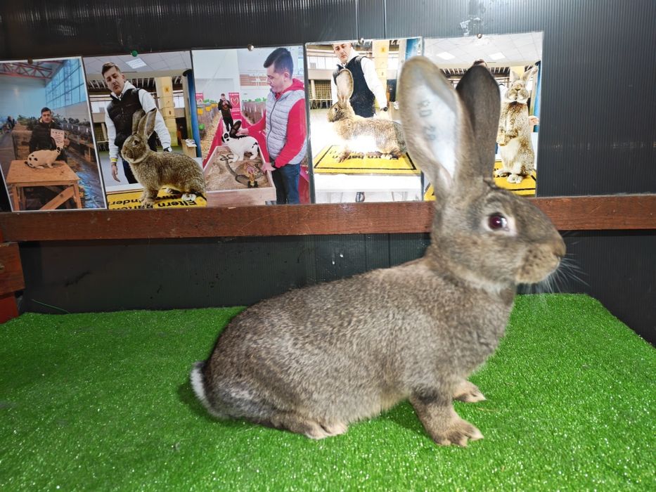 Tineret uriaș german