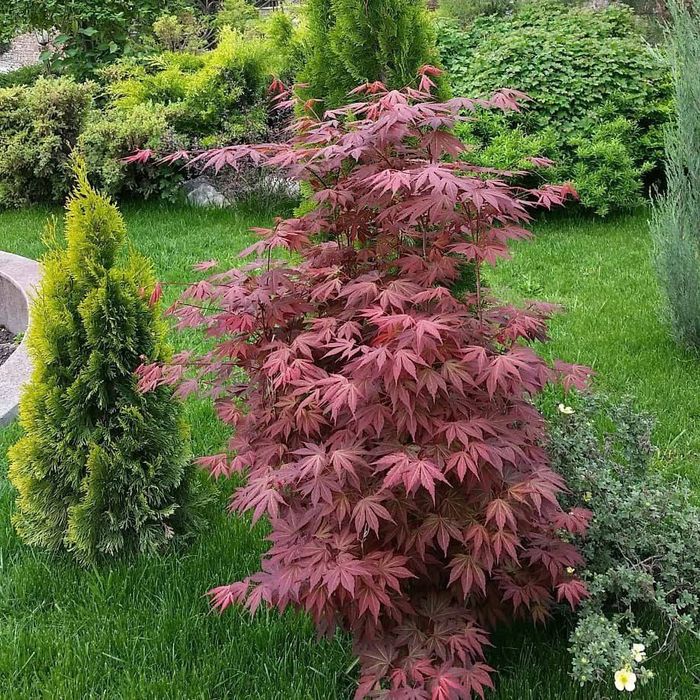 Посев и укладка газона | Gazon ekish va yotqizish hizmati