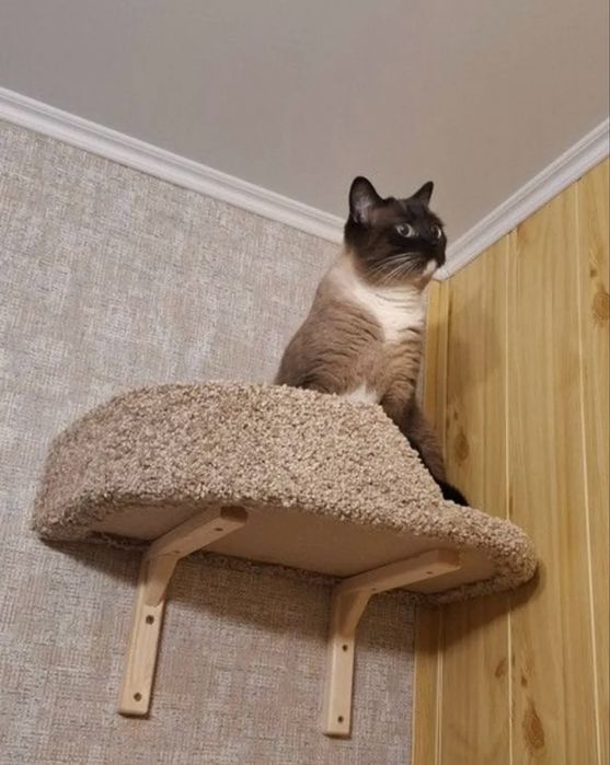 Лежанка для кошки настенная