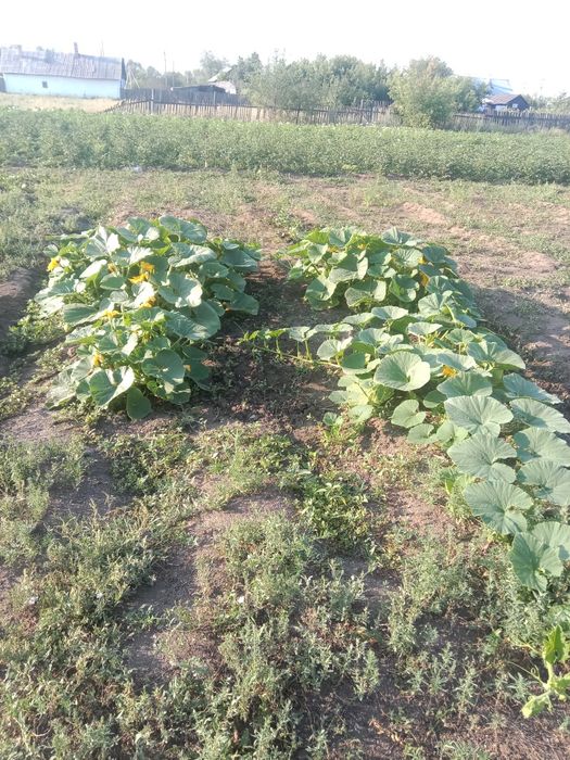 Продается дом пос. Вольный