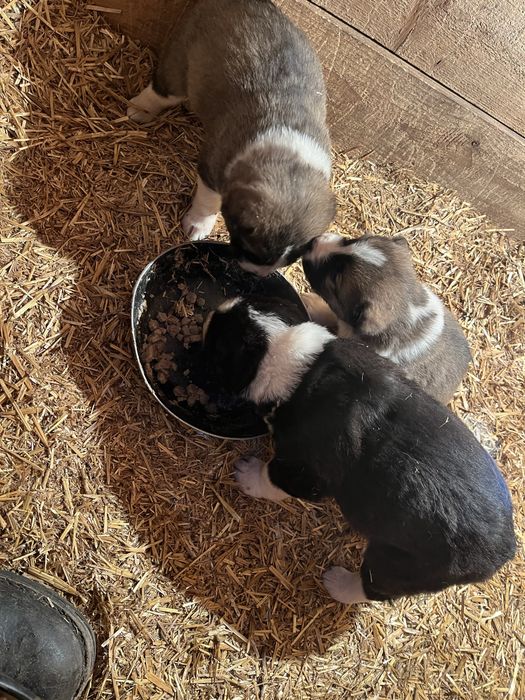 Продам щенят САО