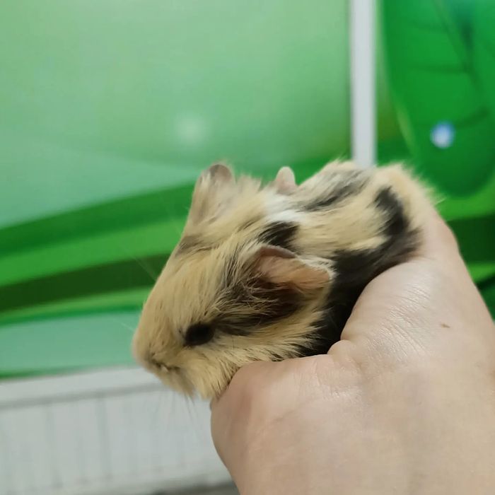 Морские свинки детки