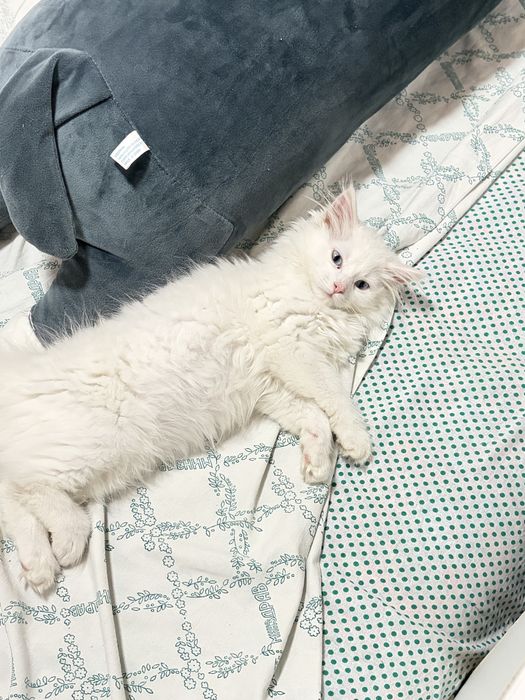 Отдам кошку в добрые руки