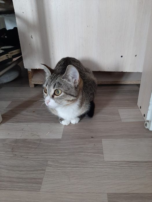 Отдам даром кошки девочки