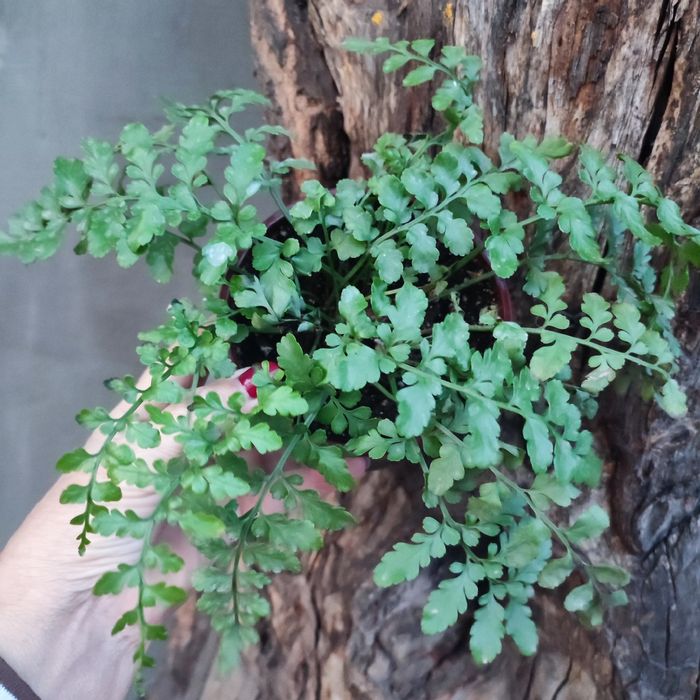 Папоротники комнатные