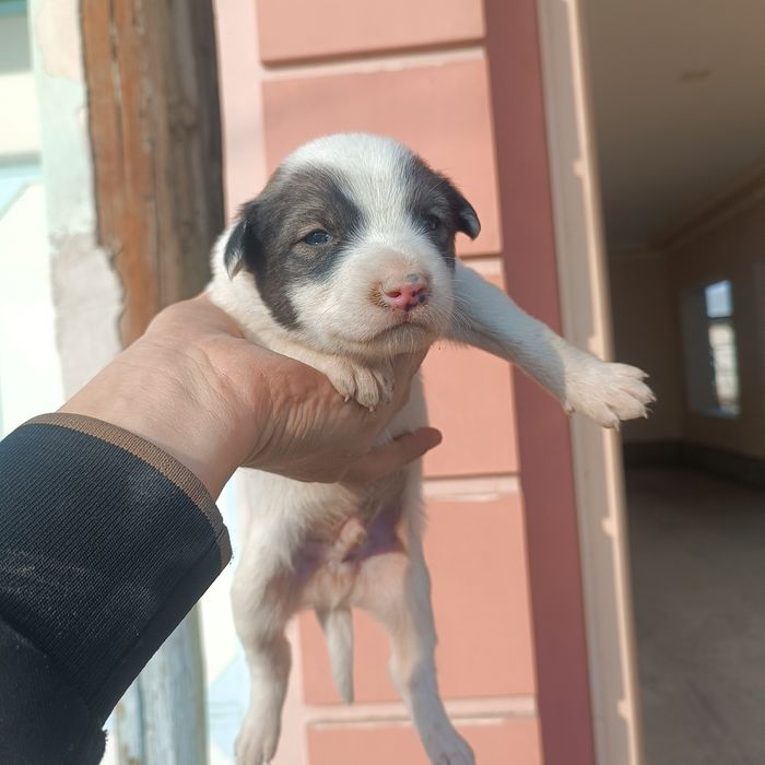 It bolalari sotiladi