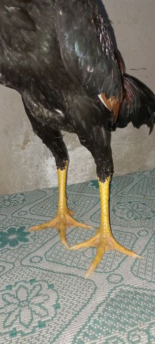 Дакан джужик месяц май