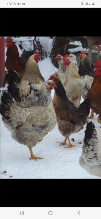 Курочки и петухи