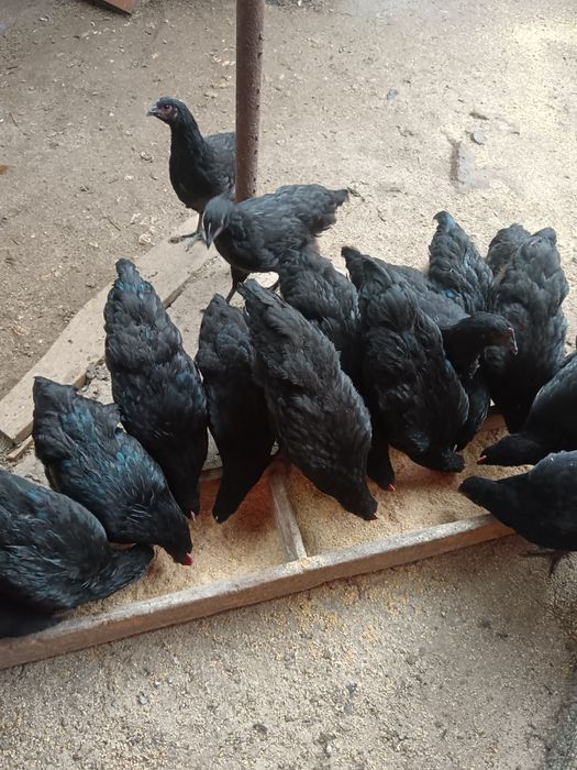 Cocoșei austrolorp vârstă 3 luni