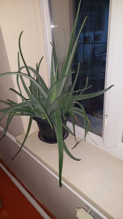 Алоэ гүлі сатылады. Цветы Алоэ вера