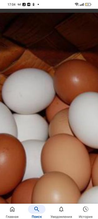 Продам домашние яйца