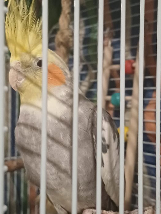 Продам попугая с клеткой