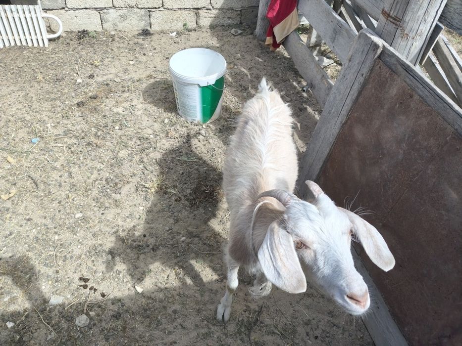 Кой, сауын ешки,
