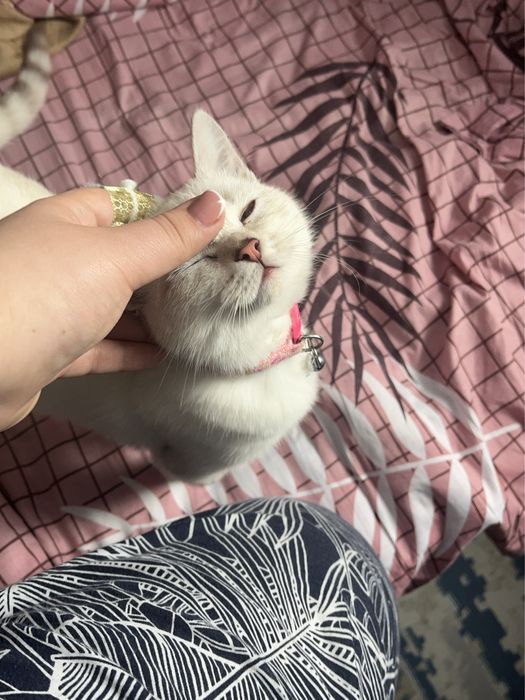 Пропала кошка