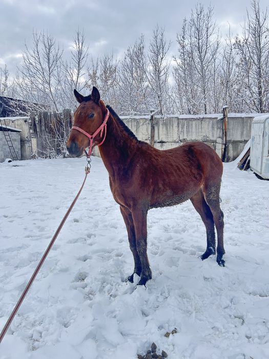 Байтал ұрғашы тай