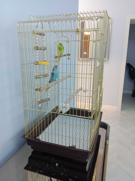 Попугаи очень красивая парочка