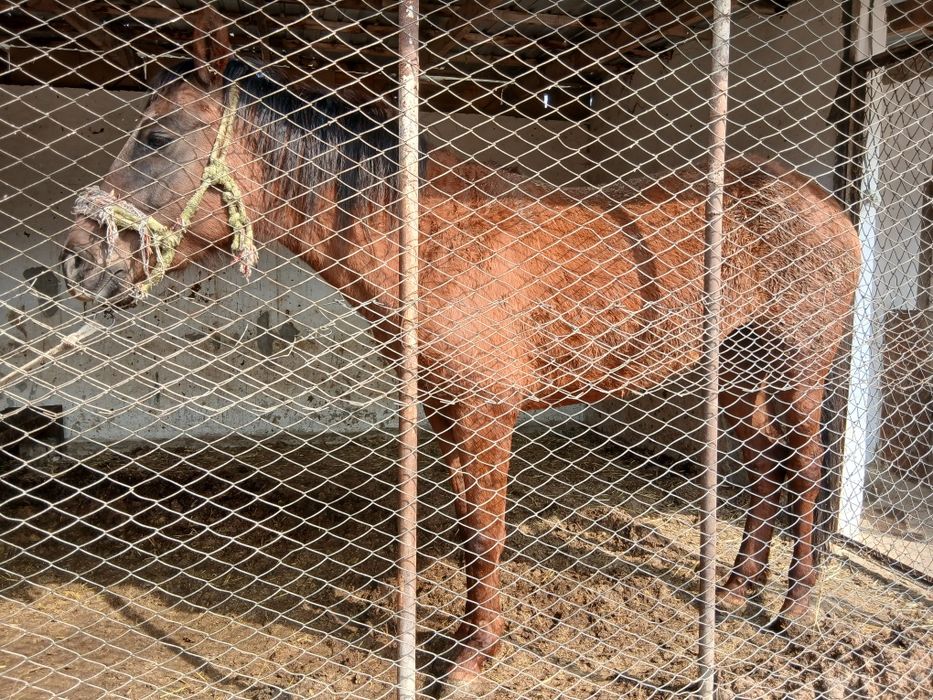 Продам лошадь  800 000