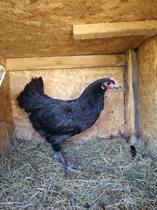 Cocoși australorp negru