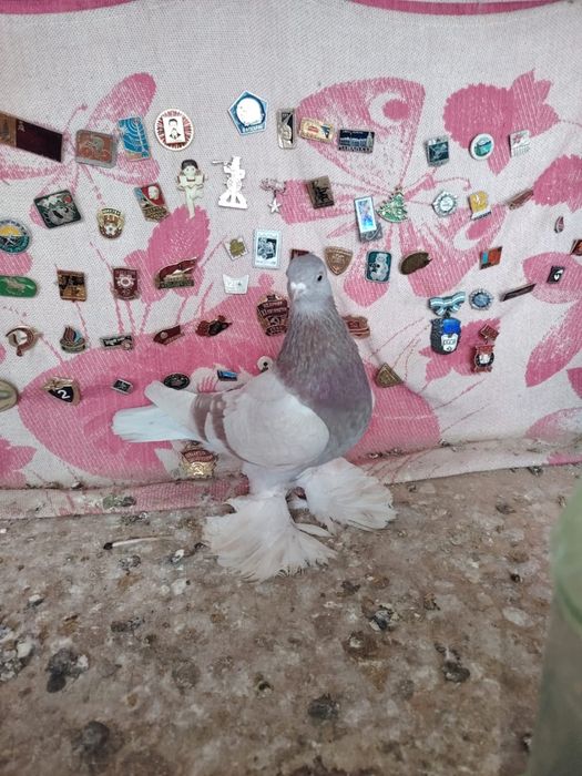 Продам молодую бусую голубку