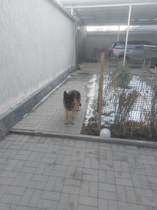 Немецкая овчарка