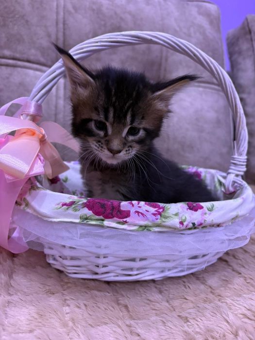 Продам  котят Мейн-Кун.