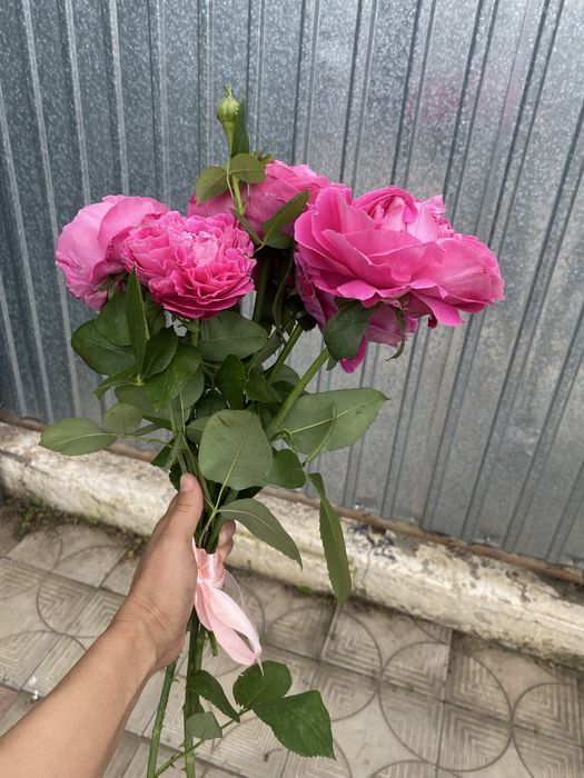 Продам розы розовые
