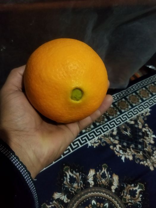 Апелсин мандарин Тимон кучатлари