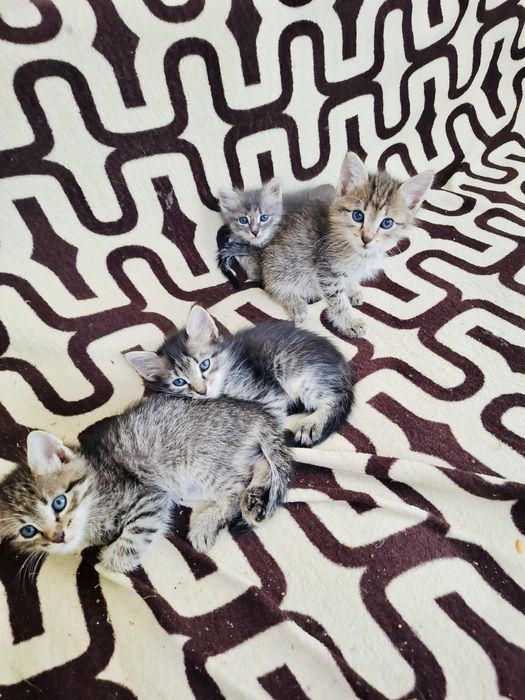 Отдам котят, мальчики 1,5 мес.