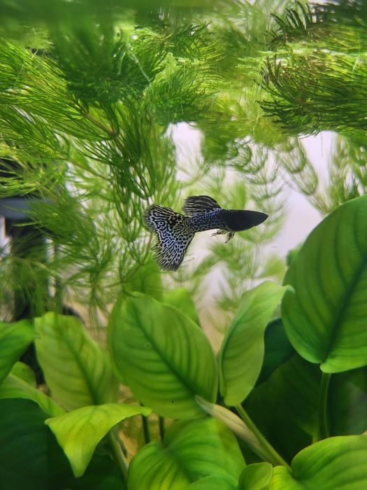 Guppy Metal Snakeskin Blue – pești pentru acvariu