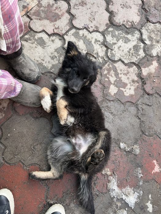 Мальчик-щенок ищет любящую семью