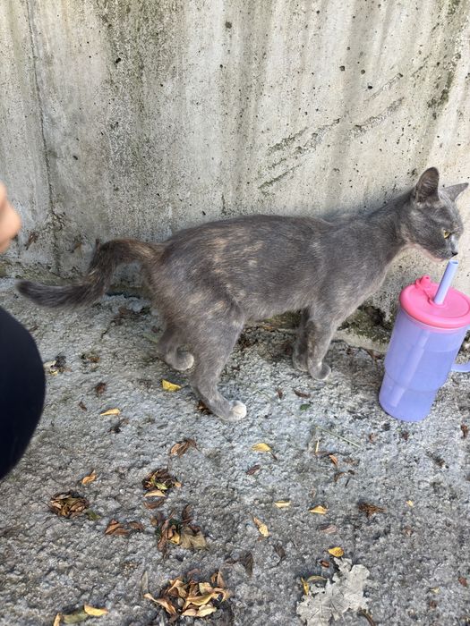 Adoptie motan Bucuresti-Ilfov