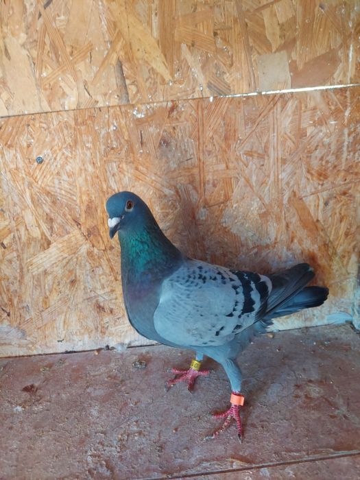 Porumbei de vanzare  sibiu